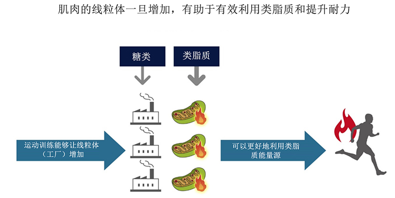 增加肌肉线粒体数量可以更好地利用脂质，从而有助于提高耐力。