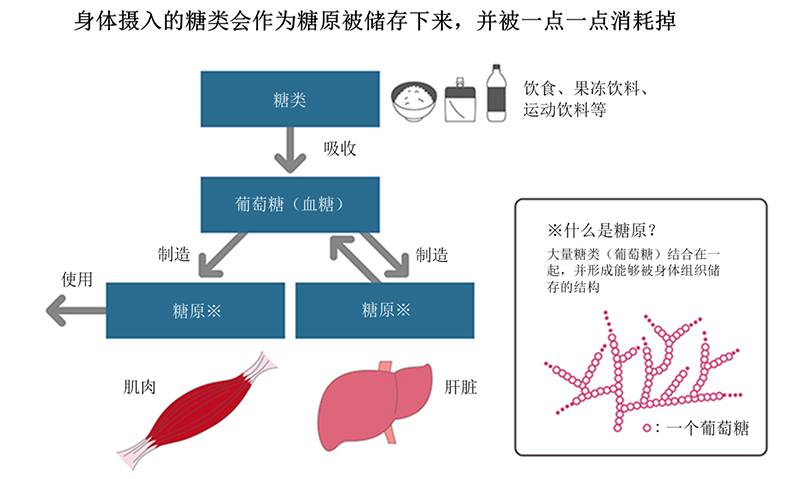 摄入的碳水化合物会以糖原的形式储存起来,并逐渐被利用。
