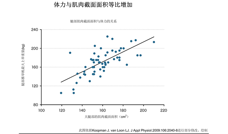 腿部肌肉横截面积与力量的关系