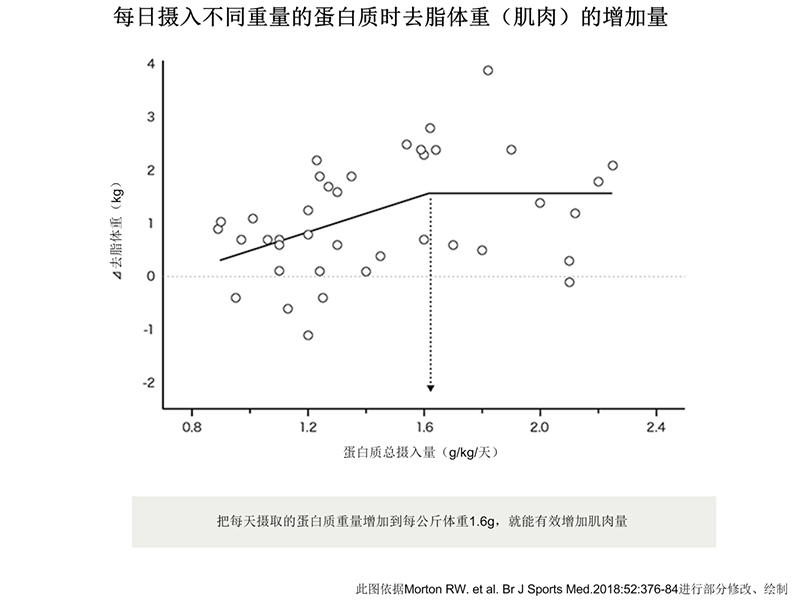 瘦体重（肌肉）的增加取决于每日蛋白质摄入量。