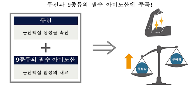 류신과 9종의 필수 아미노산으로 근육 단백질 생성을 돕는다.
