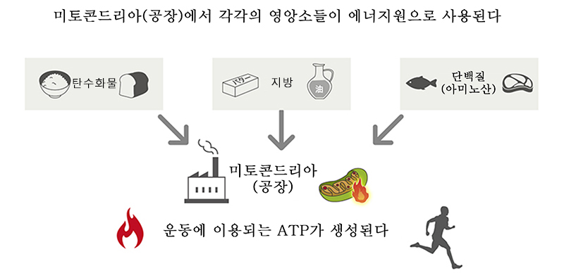 미토콘드리아에서 탄수화물, 지질, 단백질이 에너지 원으로 사용됩니다.