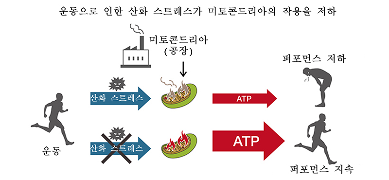 운동에 의한 산화 스트레스는 미토콘드리아의 작용을 감소시킨다.