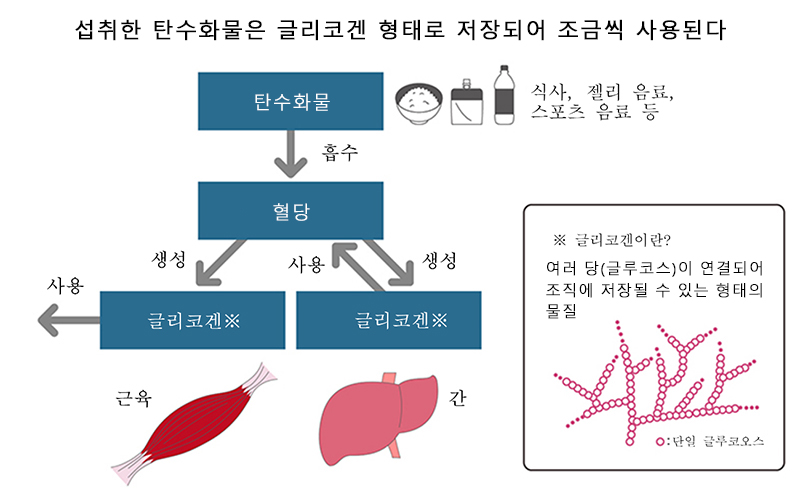 탄수화물은 글리코겐에 저장되어 조금씩 사용