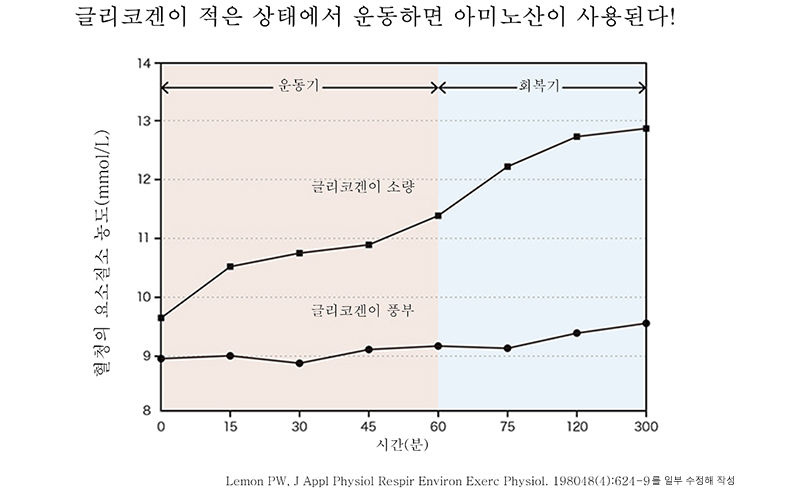 글리코겐 저축량과 아미노산 이용의 관계