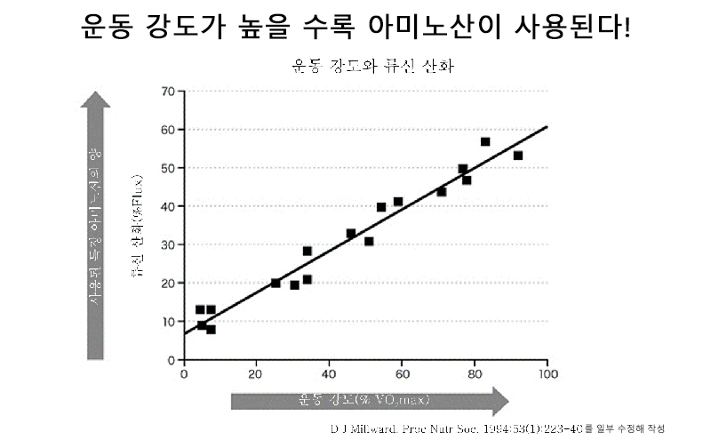 운동 강도와 아미노산 이용의 관계