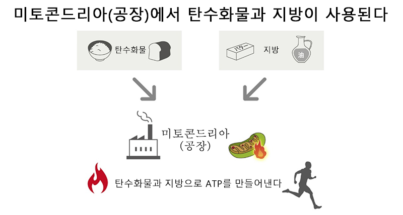 미토콘드리아의 작용에 의해 당질이나 지질로부터 ATP가 만들어진다