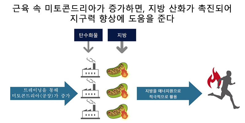 근육의 미토콘드리아가 늘어나면 지질을 활용할 수 있게 되어, 지구력 업에 도움이 된다