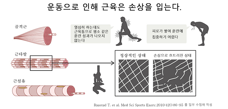 운동에 의해 근육은 데미지(손상)를 받고 있다