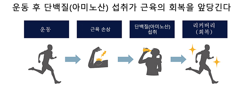 운동 후 단백질 (아미노산) 섭취가 근육 회복을 가속화
