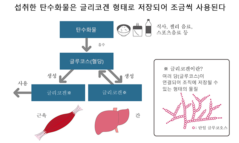 섭취한 탄수화물은 글리코겐으로 저장되며 조금씩 사용