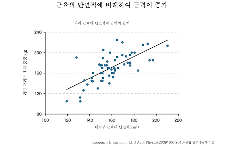 다리 근육의 단면적과 근력의 관계