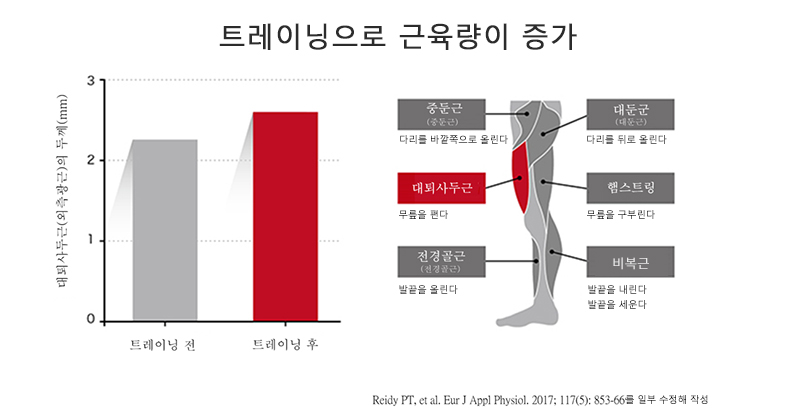 근육 트레이닝에 의한 근육량 증가