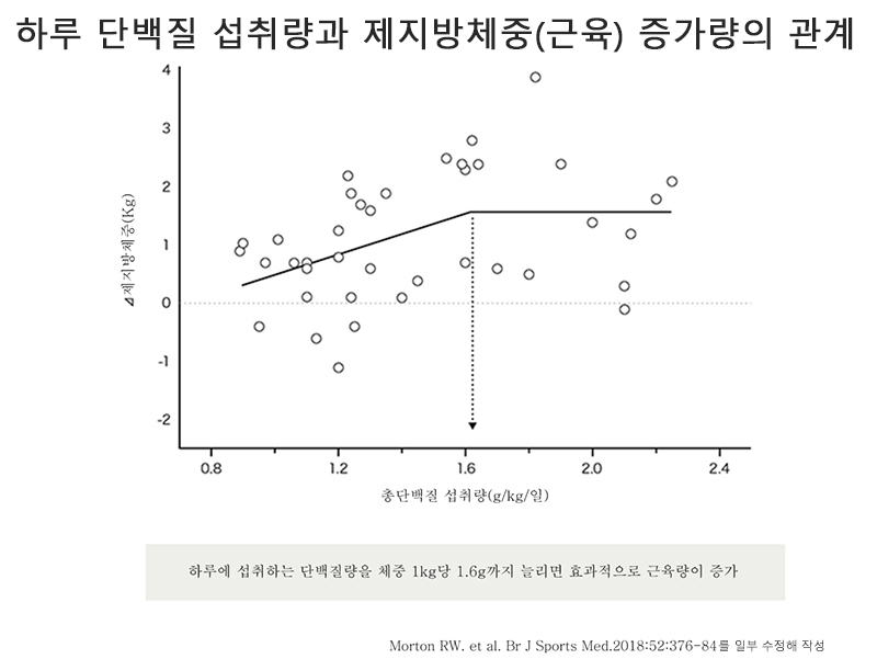 하루에 섭취하는 단백질 질량의 차이에 의한 제지방 체중(근육)의 증가량