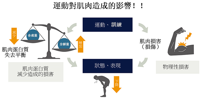 運動對肌肉的影響
