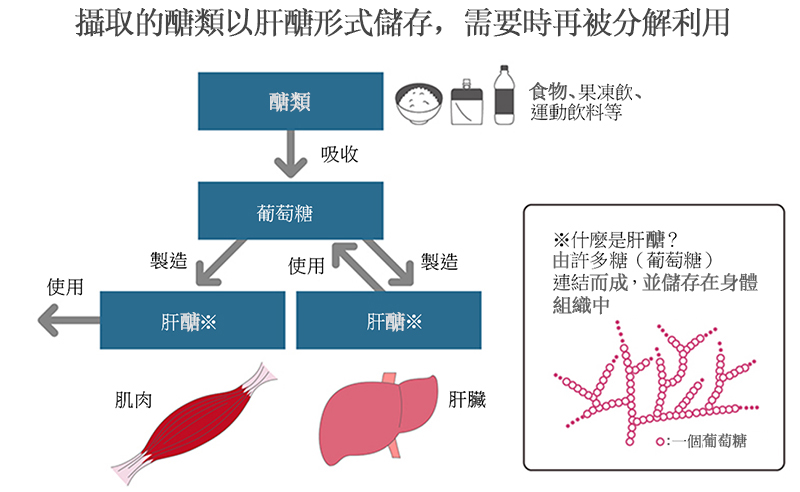 碳水化合物以肝醣的形式儲存，並緩慢利用。