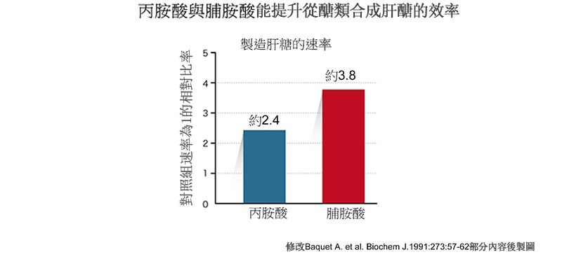 丙胺酸和脯胺酸能促進碳水化合物轉化為肝醣。