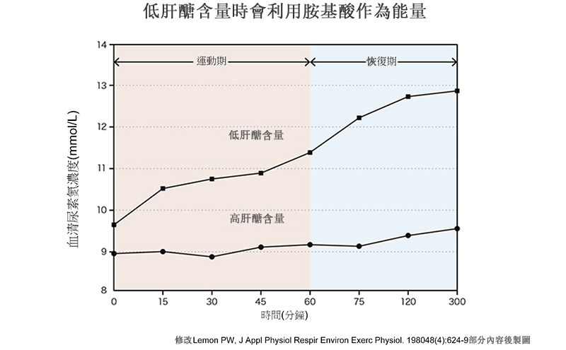 肝醣儲備與胺基酸利用之間的關係