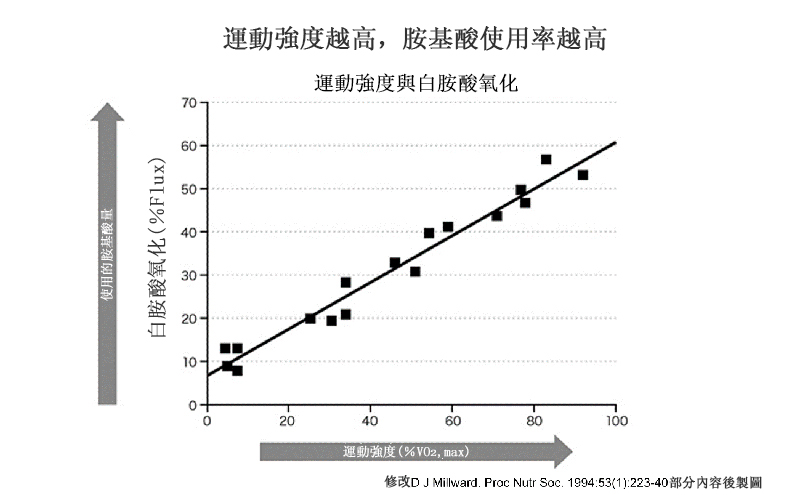 運動強度與胺基酸利用率之間的關係