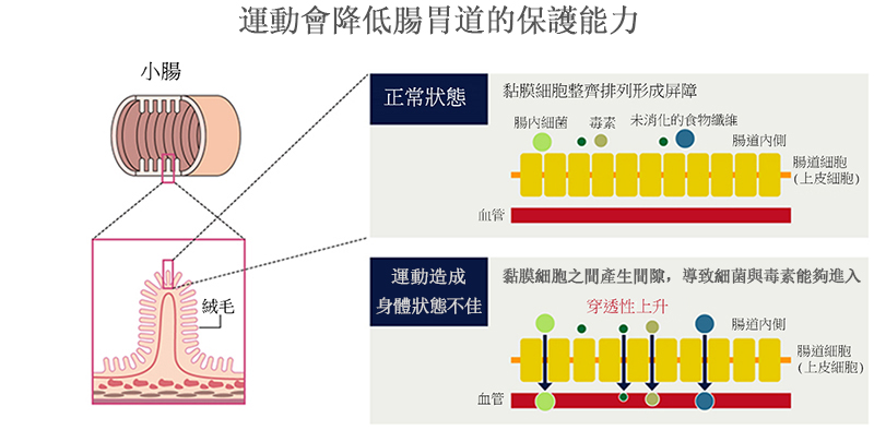運動會降低胃的保護功能