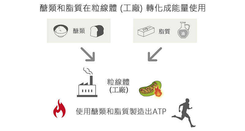 粒線體利用碳水化合物和脂質產生ATP。