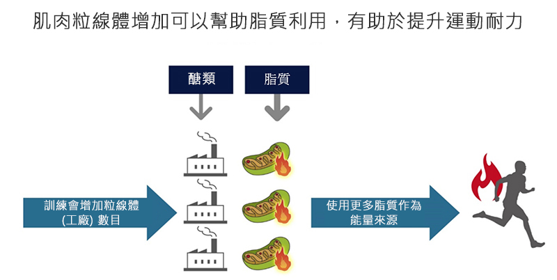 增加肌肉粒線體數量可以更好地利用脂質,有助於提高耐力。