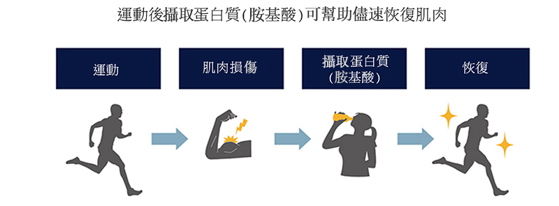 運動後攝取蛋白質（胺基酸）可加速肌肉恢復。