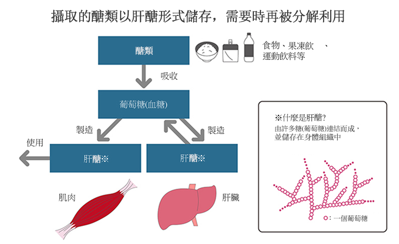 攝取的碳水化合物會以肝醣的形式儲存起來，並逐漸被利用。