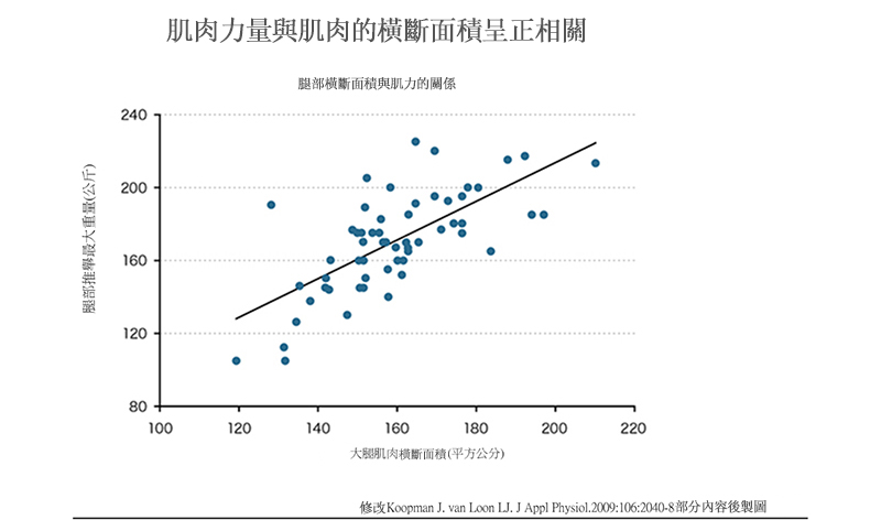 腿部肌肉橫斷面積與力量的關係