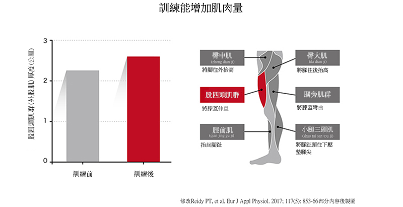 透過肌力訓練增加肌肉量