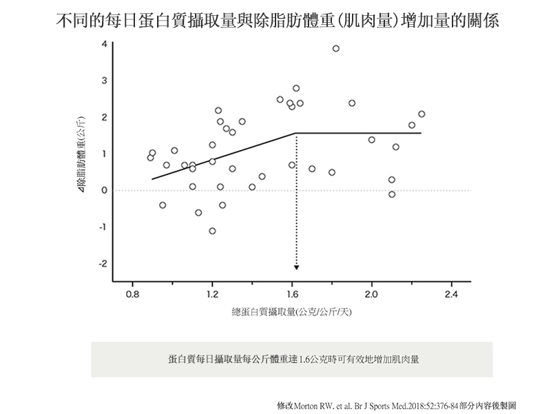瘦體重(肌肉)的增加取決於每日蛋白質攝取量。